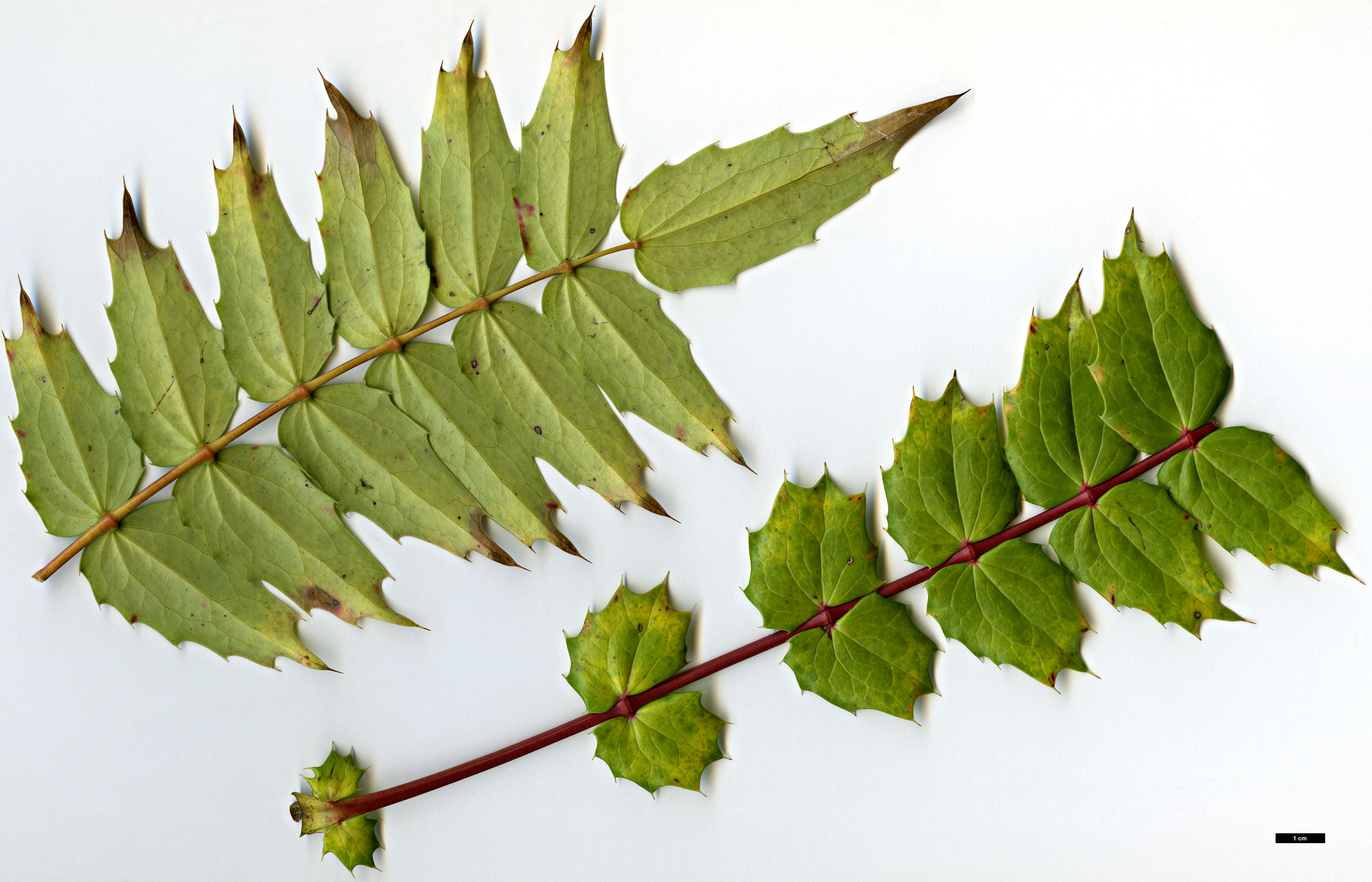 High resolution image: Family: Berberidaceae - Genus: Mahonia - Taxon: Ogisu 225